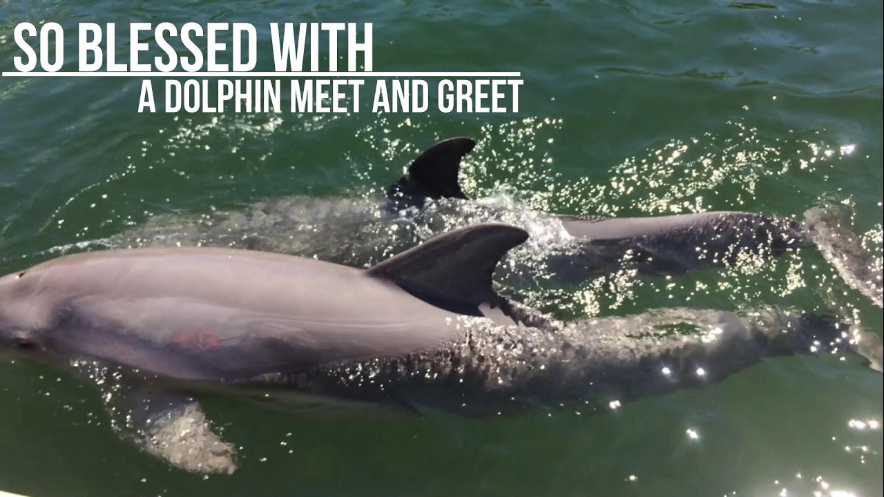 Trip to Island Dolphin Care in Key Largo