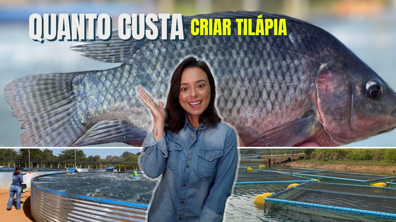 Quanto Custa Criar Tilápia? Planilha Rápida Para Calcular Seus Gastos e Seu Lucro!