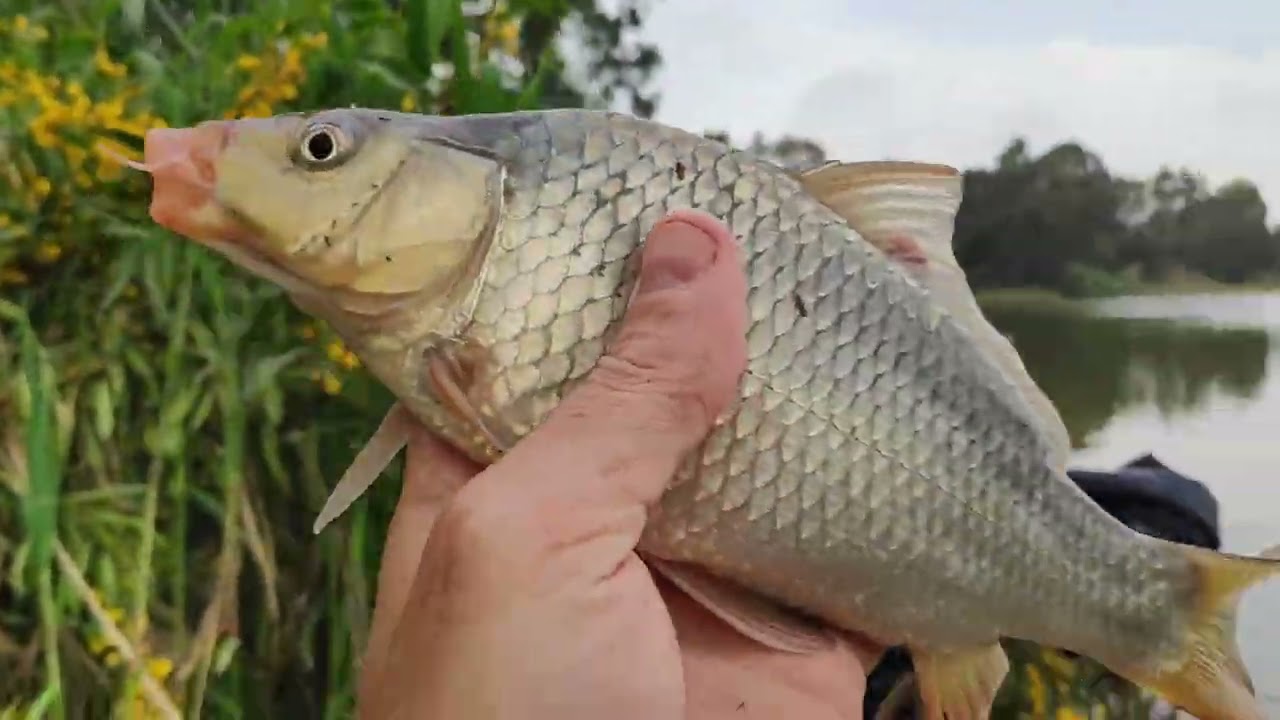 CIORTANICA MICA PRINSA PE BALTA LAGUNA DE LAS MADERS SPANIA - HUELVA MAZAGON 