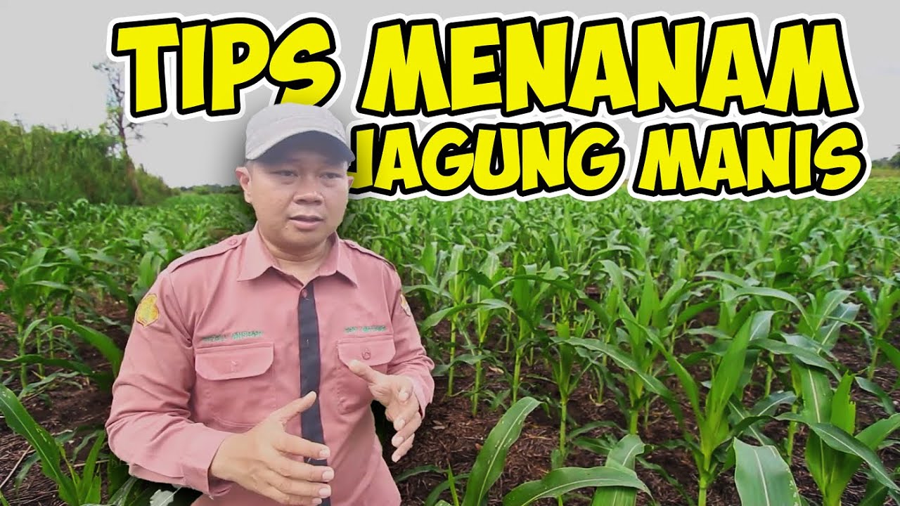 Rekomendasi manajemen penanaman jagung tahap awal - penyuluh pertanian lapangan - vlog pertanian