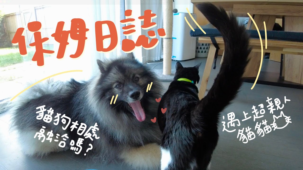 🐶🐱PET SITTING VLOG｜第一次到貓狗同住的家～他們的互動也太可愛了🥰 ！!！【英國寵物保姆日常】