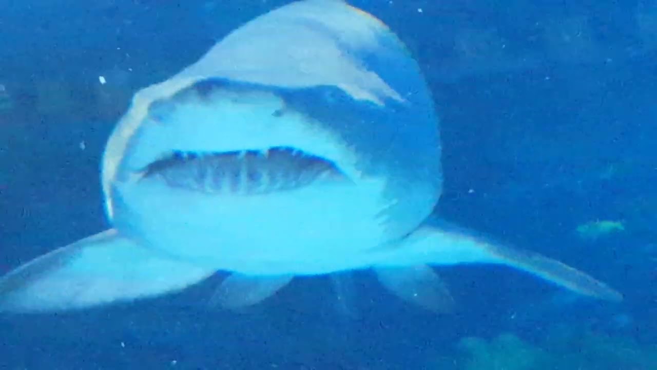 Aquarium KLCC. Malasia