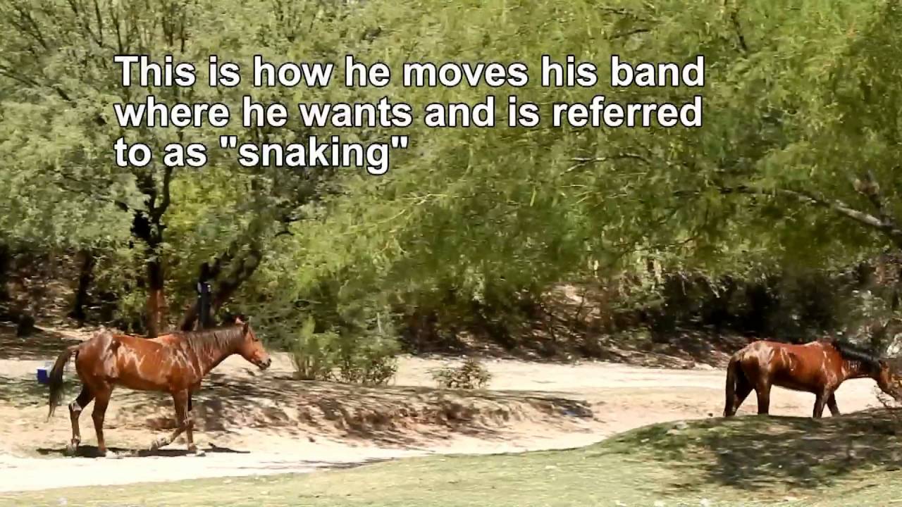 Salt River Wild Horses-  Where is the baby?