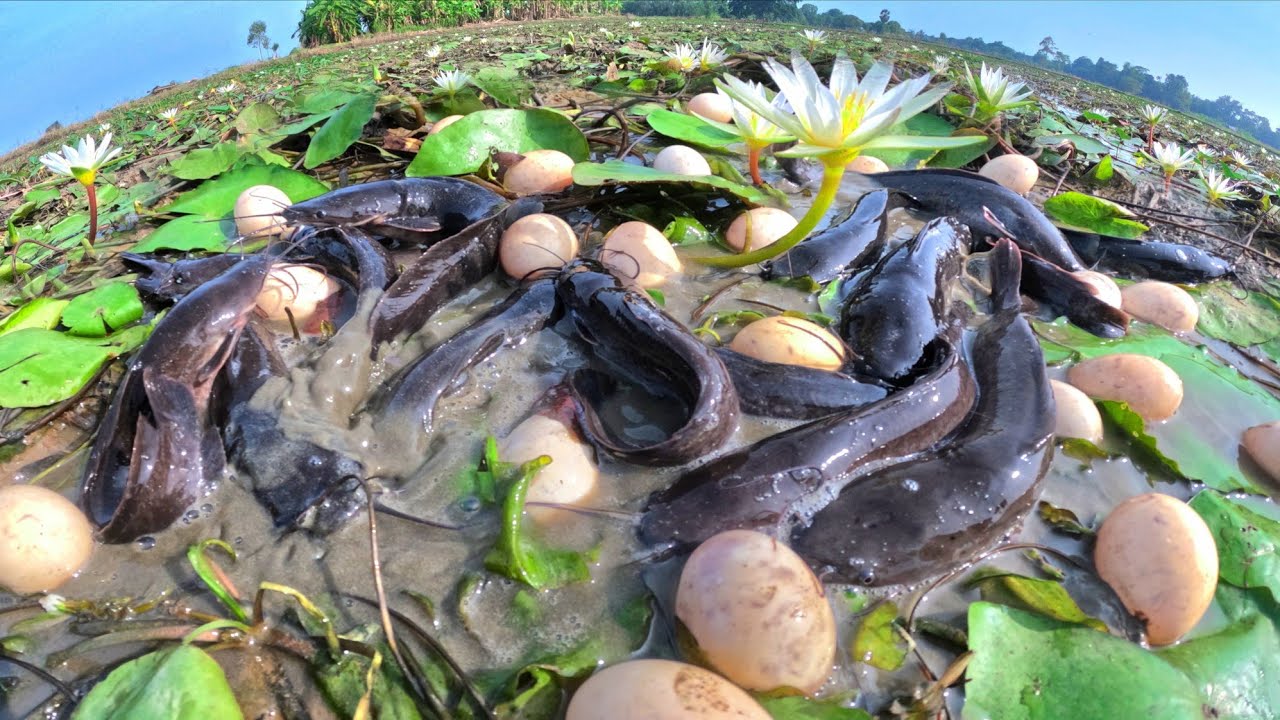 Best Hand Fishing, catch a lot of fish in water and pick duck eggs under the grass
