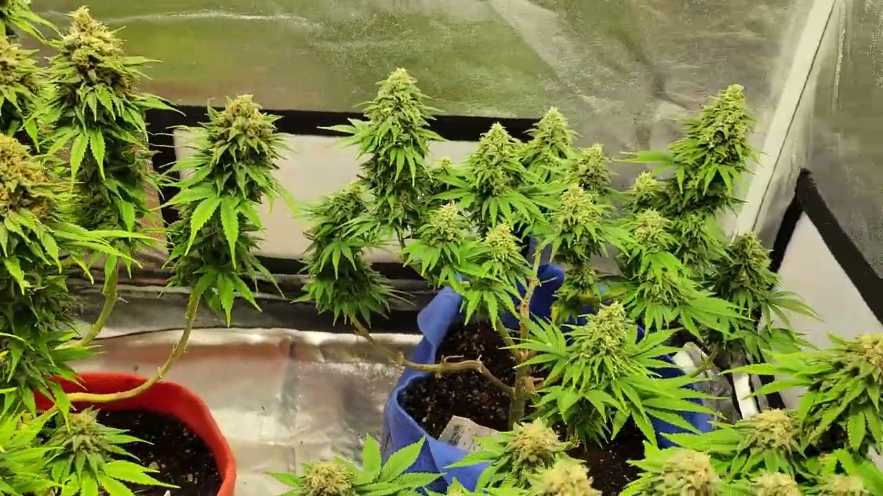 Indoor Cannabis 3x3 tent. week 6 of flower. bubblegum white russian gold leaf. #seriousseeds #fecida