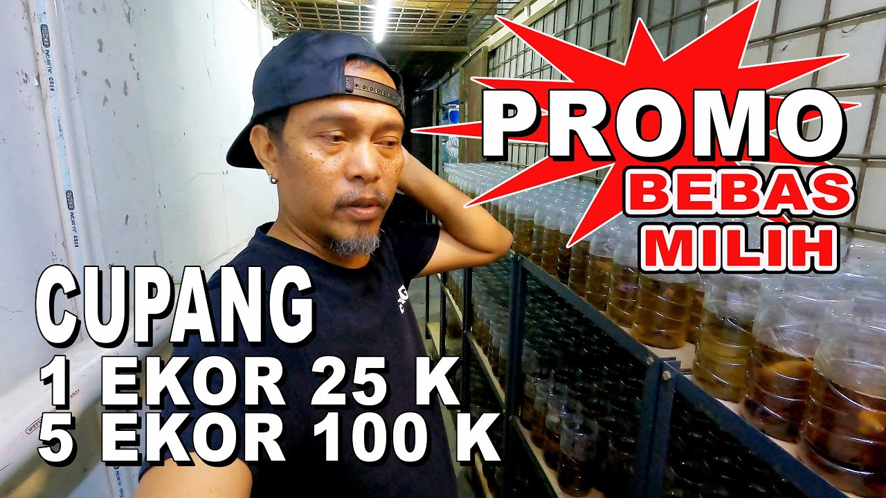 PROMO IKAN CUPANG 1 EKOR 25 K