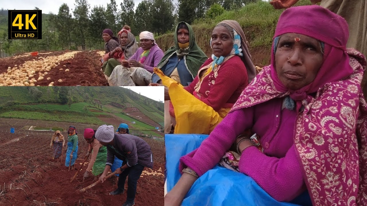 4K Video| OOTY Vegetable Farm Visit|Potato Carrot Cabbage|உருளைக்கிழங்கு கேரட் முட்டைக்கோசு விவசாயம்