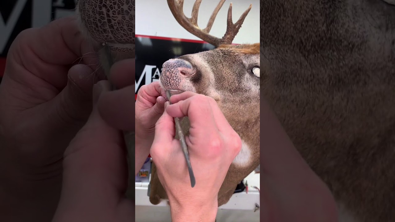 Learn Taxidermy Whitetail Nose Finishing