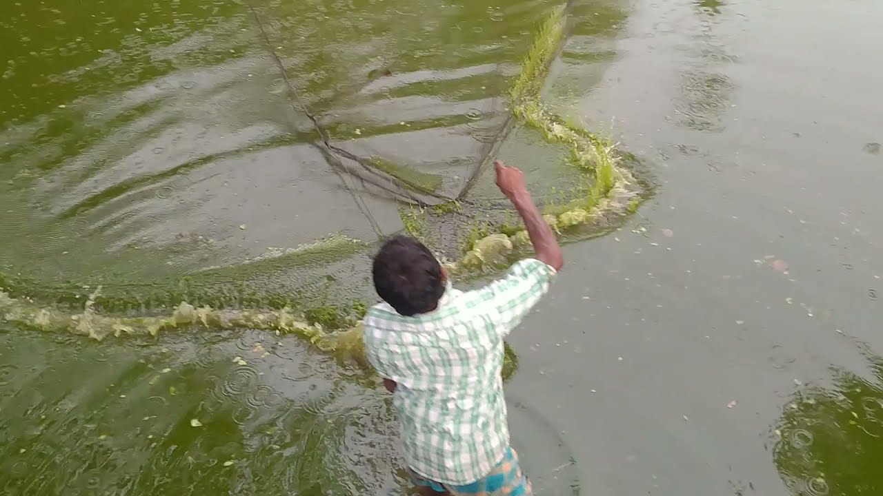Cast net fishing!how to throw traditional cast net fishing in village Best cast net fishing video