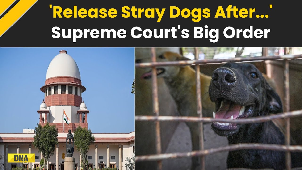 Supreme Court On Stray Dogs: Pick Up, Sterilise & Release Back &ndash; Key Modification In Court Order