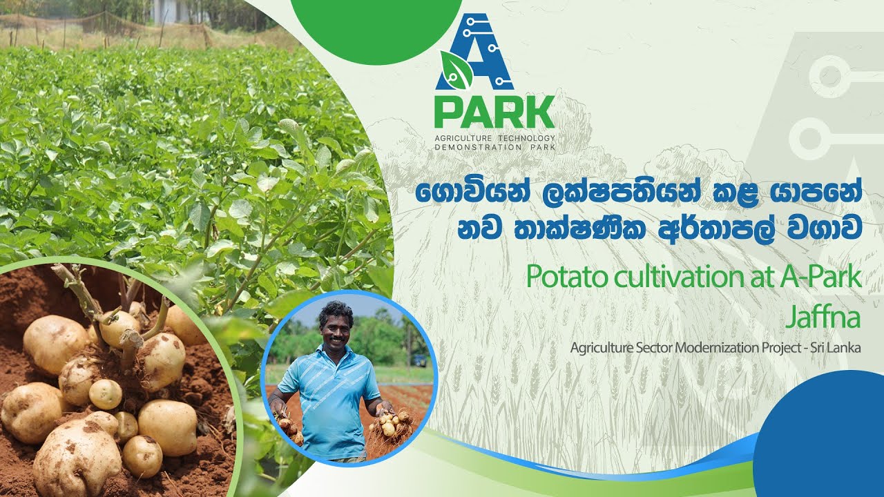 ගොවියන් ලක්ෂපතියන් කළ යාපනේ නව තාක්ෂණික අර්තාපල් වගාව | ASMP | A-Park