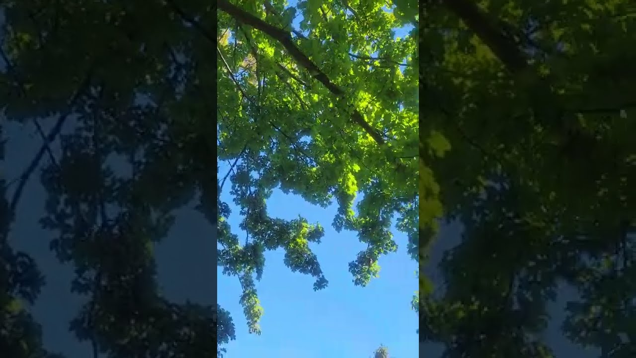 Sugar Maple tree Acer saccharum Virginia