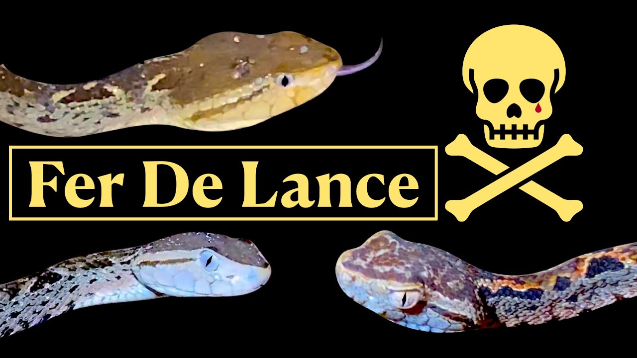 Fer De Lance Vipers - Most Dangerous Snake in Costa Rica