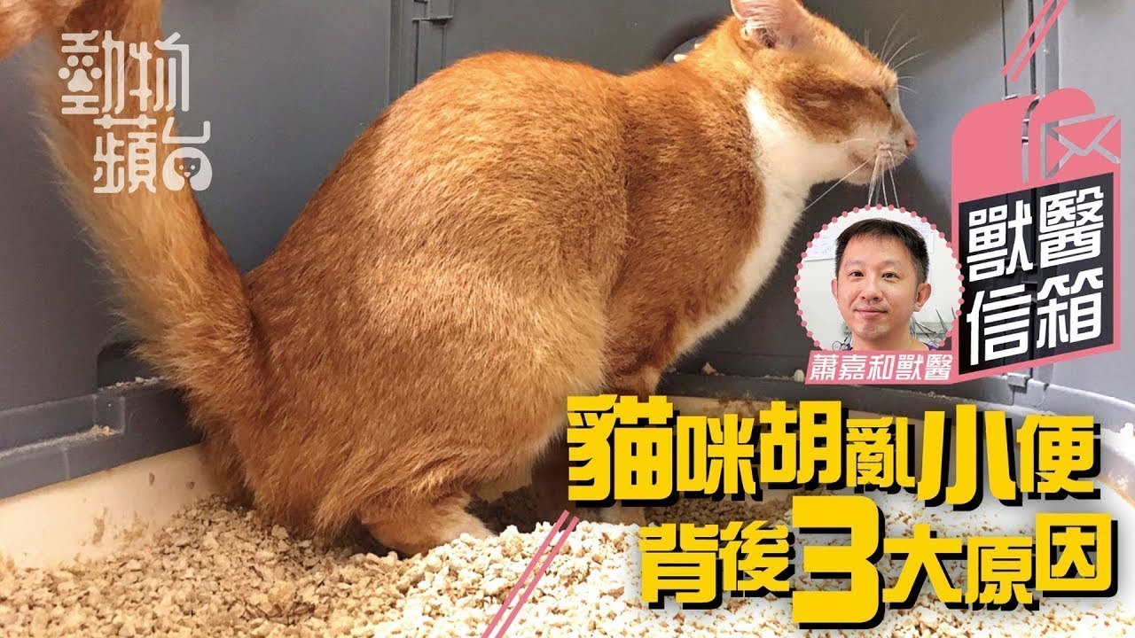 貓貓亂小便困擾逾9成寵主 膀胱炎最嚴重者或須做緊急尿道手術 #健康蘋台─果籽 Apple Daily─原刊日期：20200409