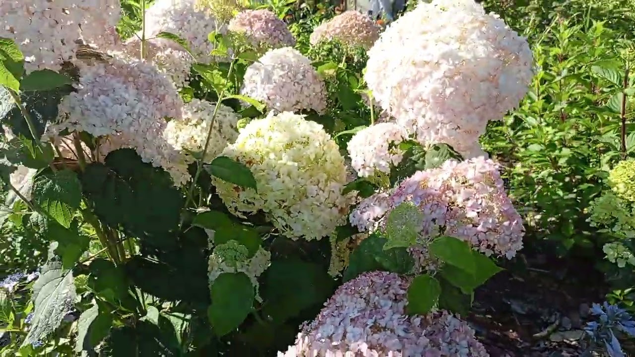 7.08.23.Лучшие сорта древовидных гортензий!🌸🌸🌸