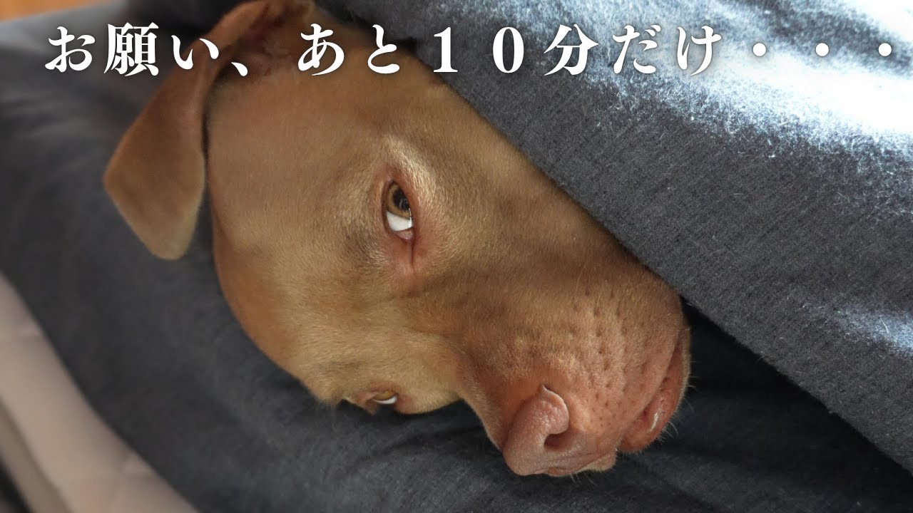 朝は布団から出られない、夜は主と一緒じゃないと寝れない甘えん坊ピットブル…🐶💤