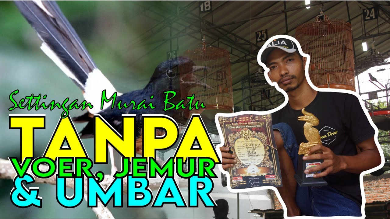 MURAI BATU TANPA VOER JEMUR UMBAR HARIAN FULL JANGRIK - BONGKAR SETTINGAN BOOMSTAR BC By HoBi ID