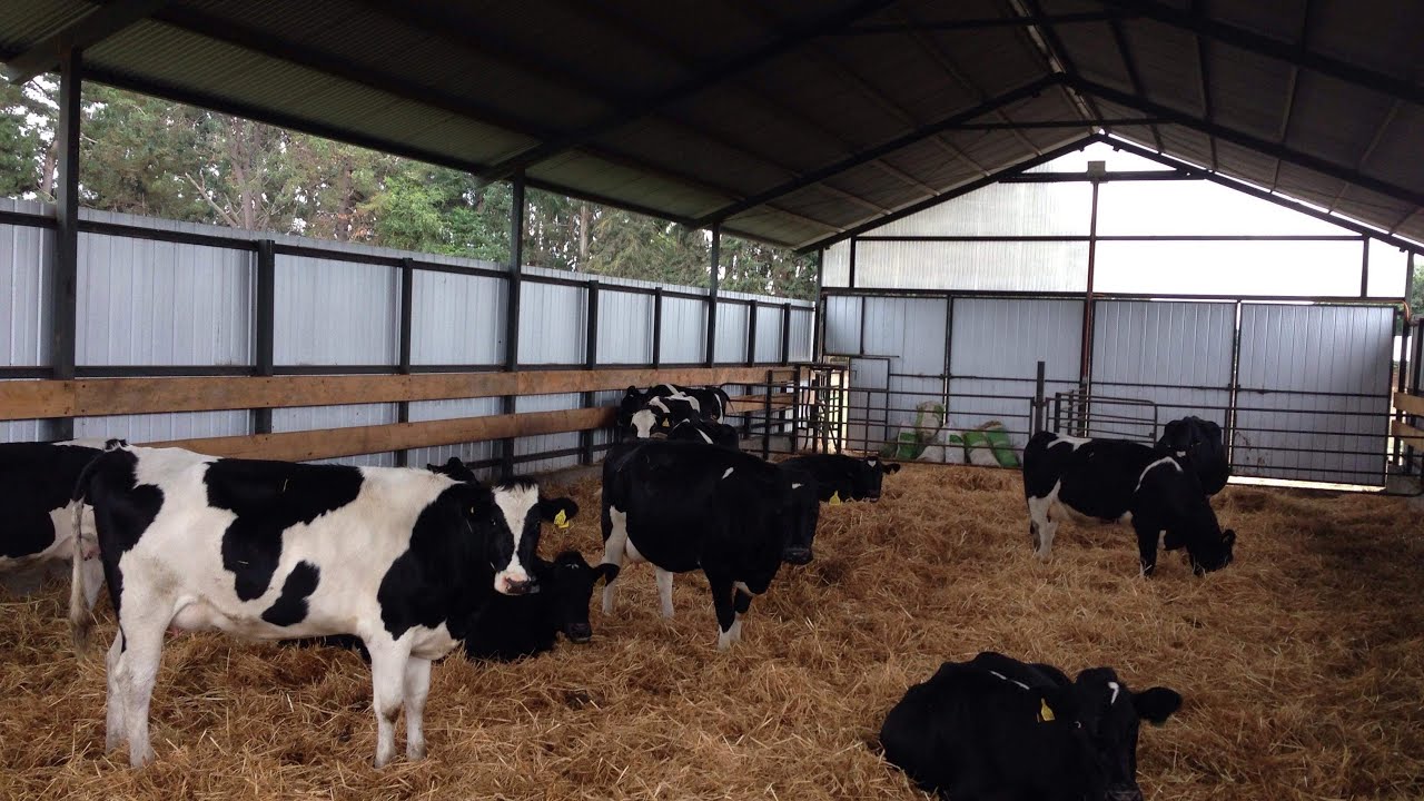 Sala de Maternidad Vacas Lecheras