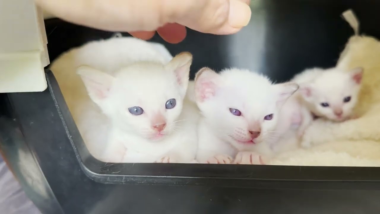 Piper's babies on the move