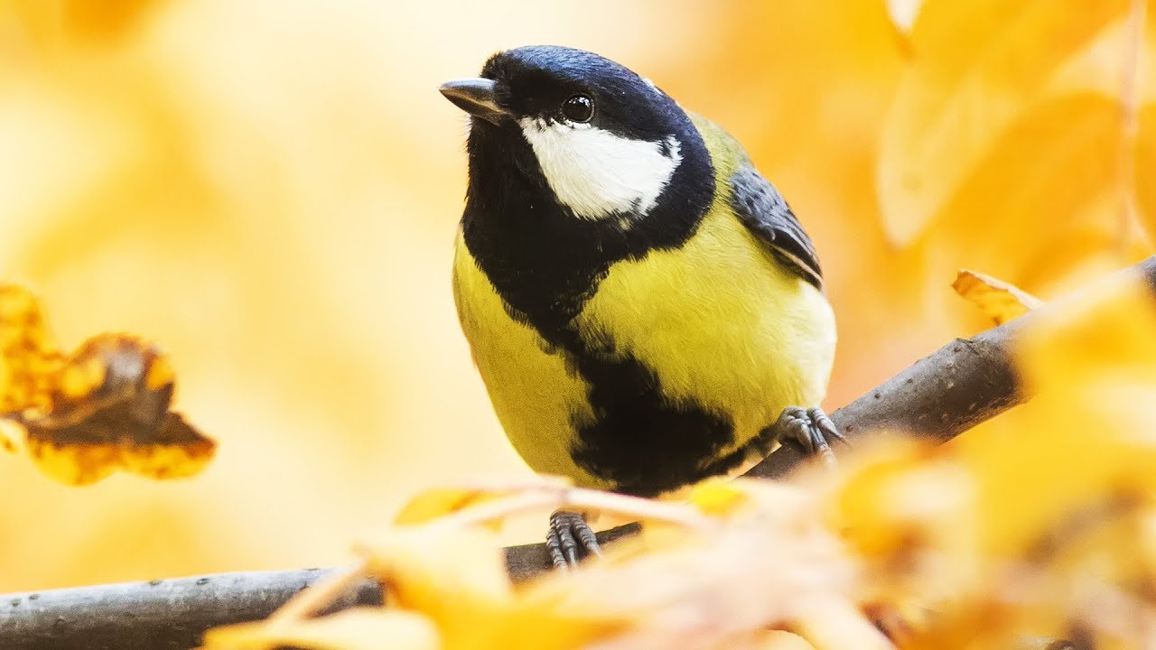 Peaceful Relaxing Instrumental Music, 