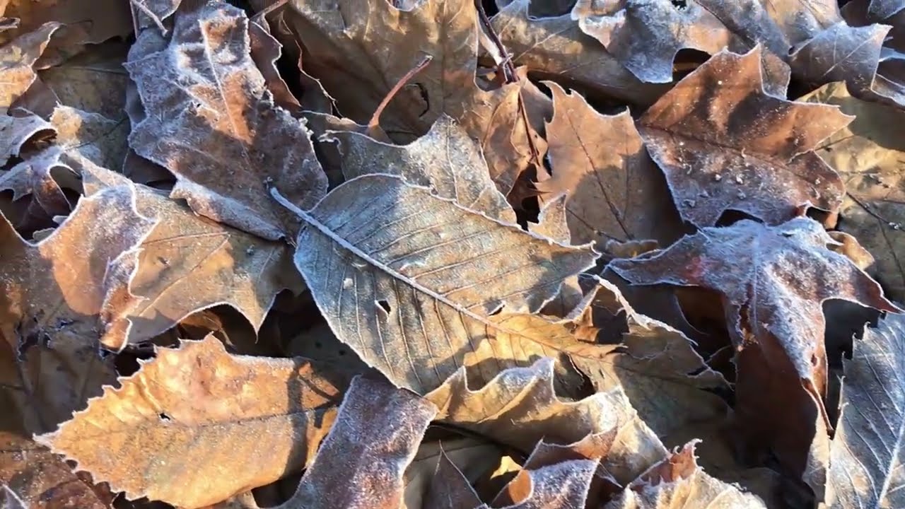 Erik Satie - Gymnopédie No.1 (UNOFFICIAL MUSIC VIDEO)