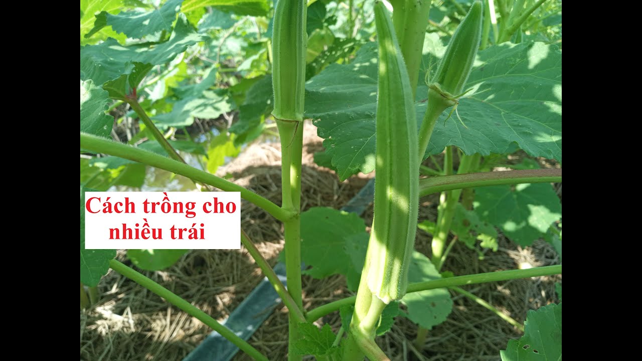 Cách trồng đậu bắp cho nhiều trái #cách trồng đậu bắp từ khi gieo hạt đến thu hoạch #16
