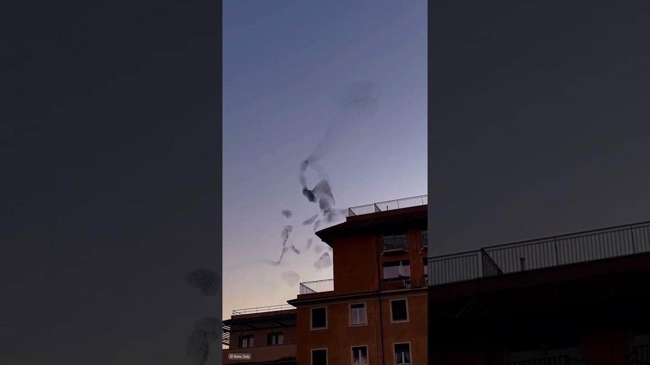 Birds Flying In Beautiful Evining | Italy | Europe Travel Strollin Bhupesh