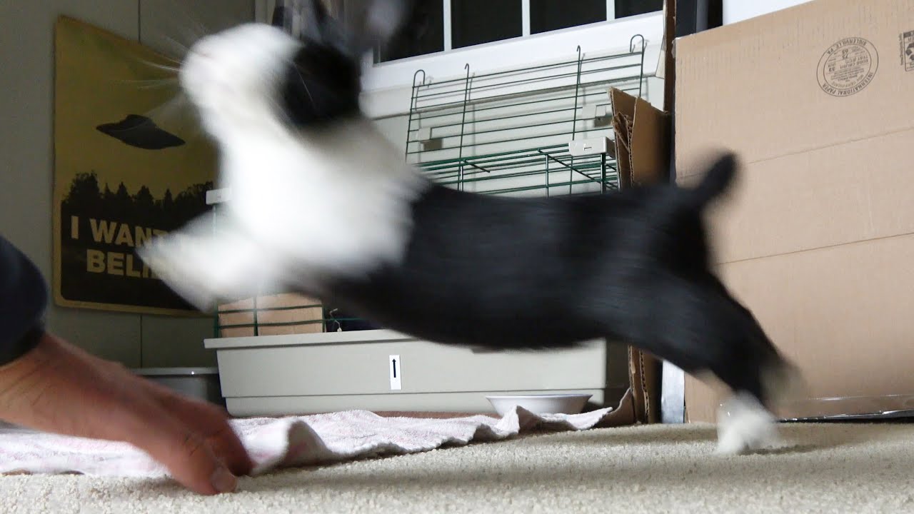 WHEN RABBITS ATTACK! Rabbit honking, grunting, and charging!