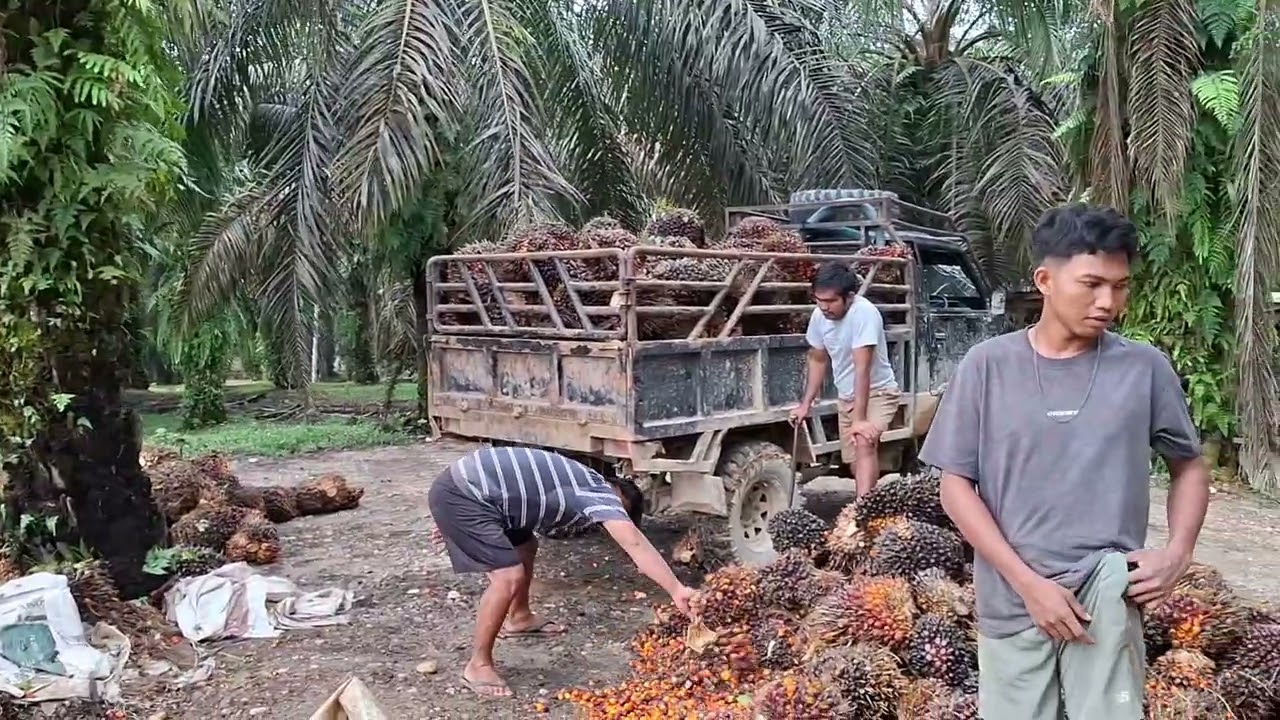 Tukang muat gacor