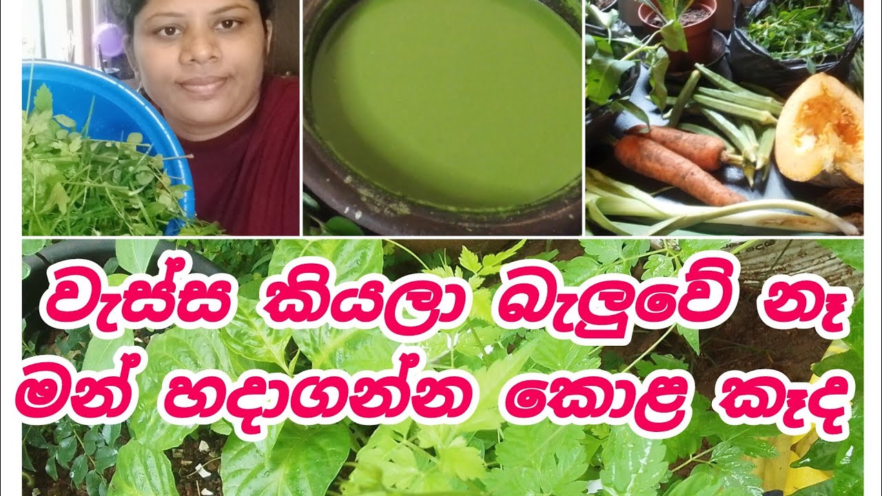 🥰Nilu My Chanal🥰 වැස්ස කියලා බලන්නේ නැතිව මන් හදාගන්න කොළ කෑද 👌👌