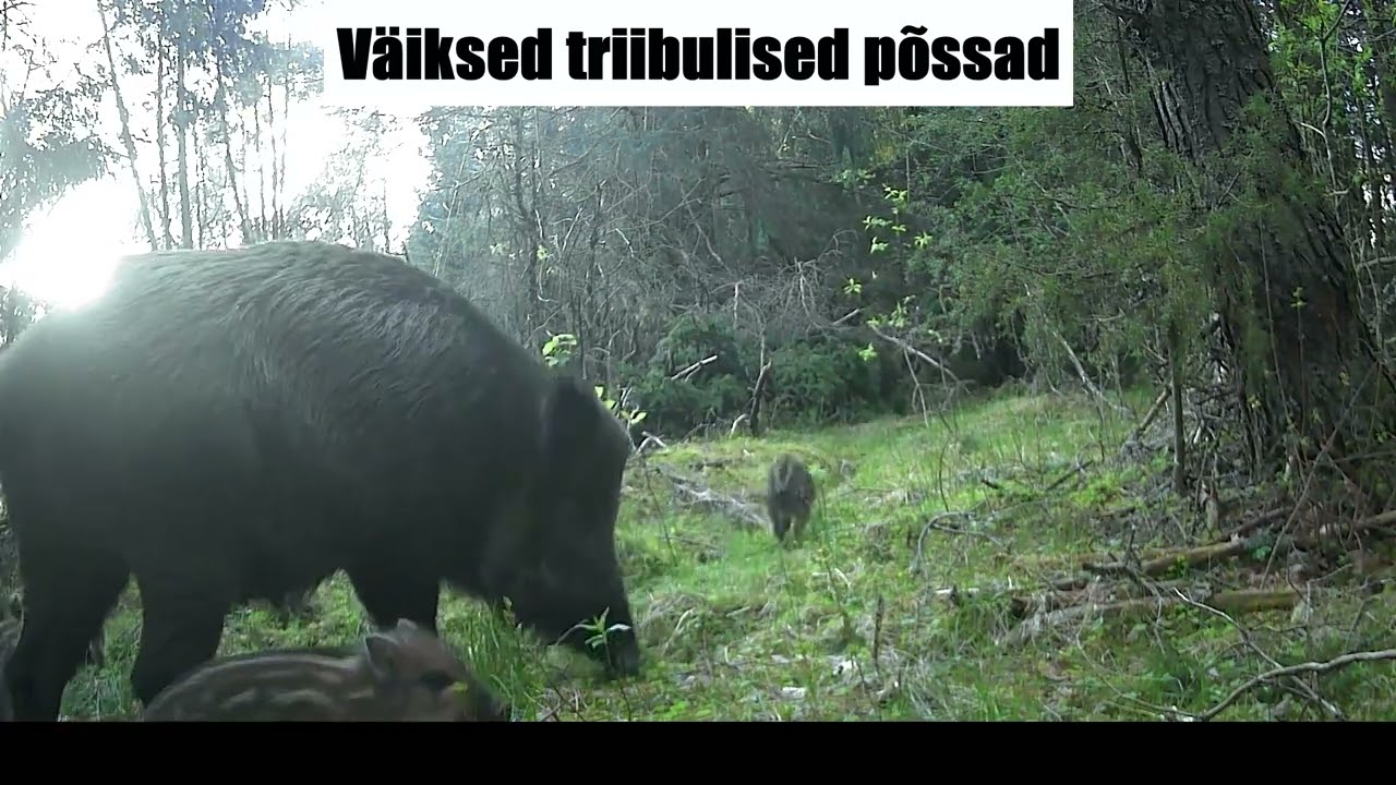 Rajakaamera vol 47 / #boarbabys #estonia #metssiga #fox #badgers