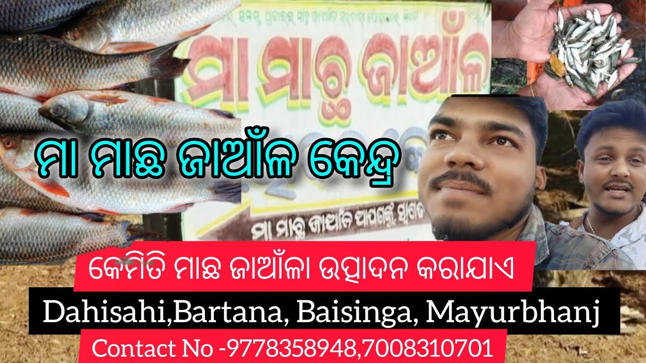 ମାଛ ଜାଆଁଳ କେମିତି ଉତ୍ପାଦନ କରାଯାଏ,ମା ମାଛ ଜାଆଁଳା ଉତ୍ପାଦନ କେନ୍ଦ୍ର,Dahisahi Baisinga,Mayurbhanj