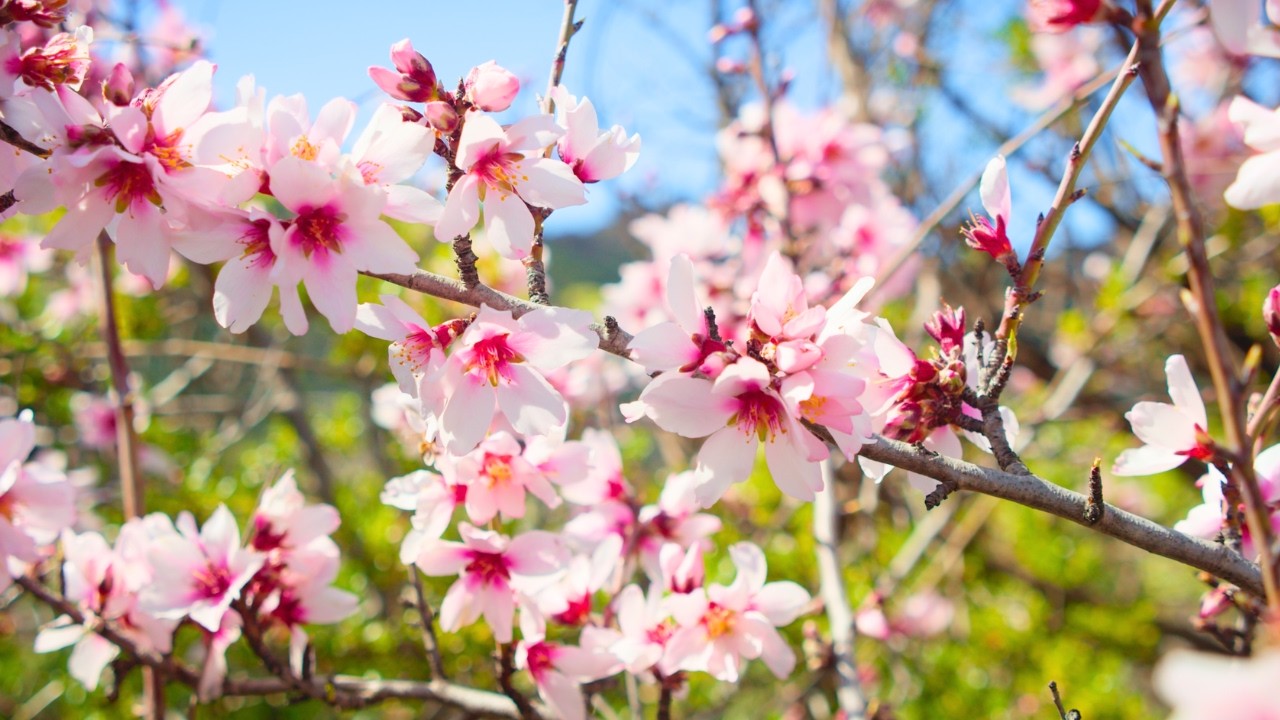 Blooming Spring Flowers in 4K – Calm Piano Music for Relaxation | Live Vol.01