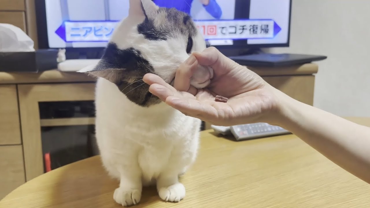 おやつチャレンジに挑戦してみた猫