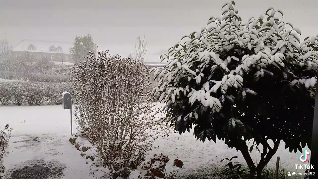 Snow in Denmark #snow #winter #winterspecial #winterwonderland #fyp 