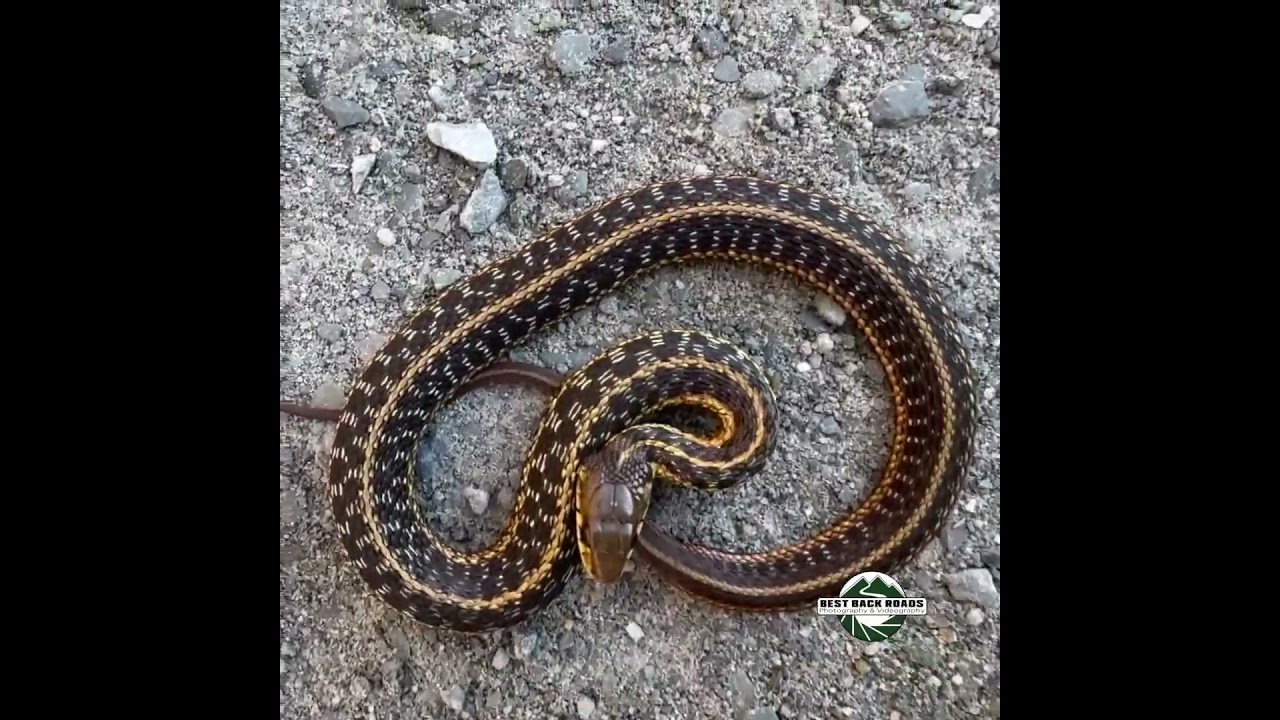 Garter Snakes Migrating 3 #snake #bestbackroad #naturetherapy