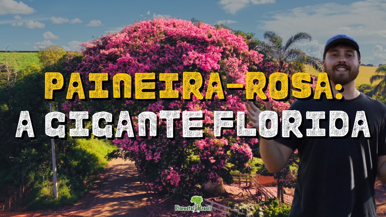 PAINEIRA-ROSA: Os segredos da árvore 'barriguda' que encanta o Brasil!