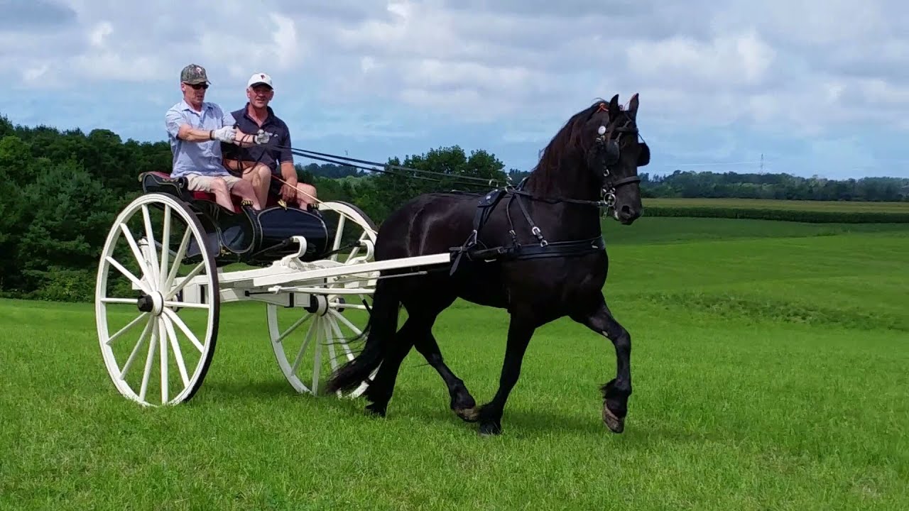 Friesian horses in Canada!