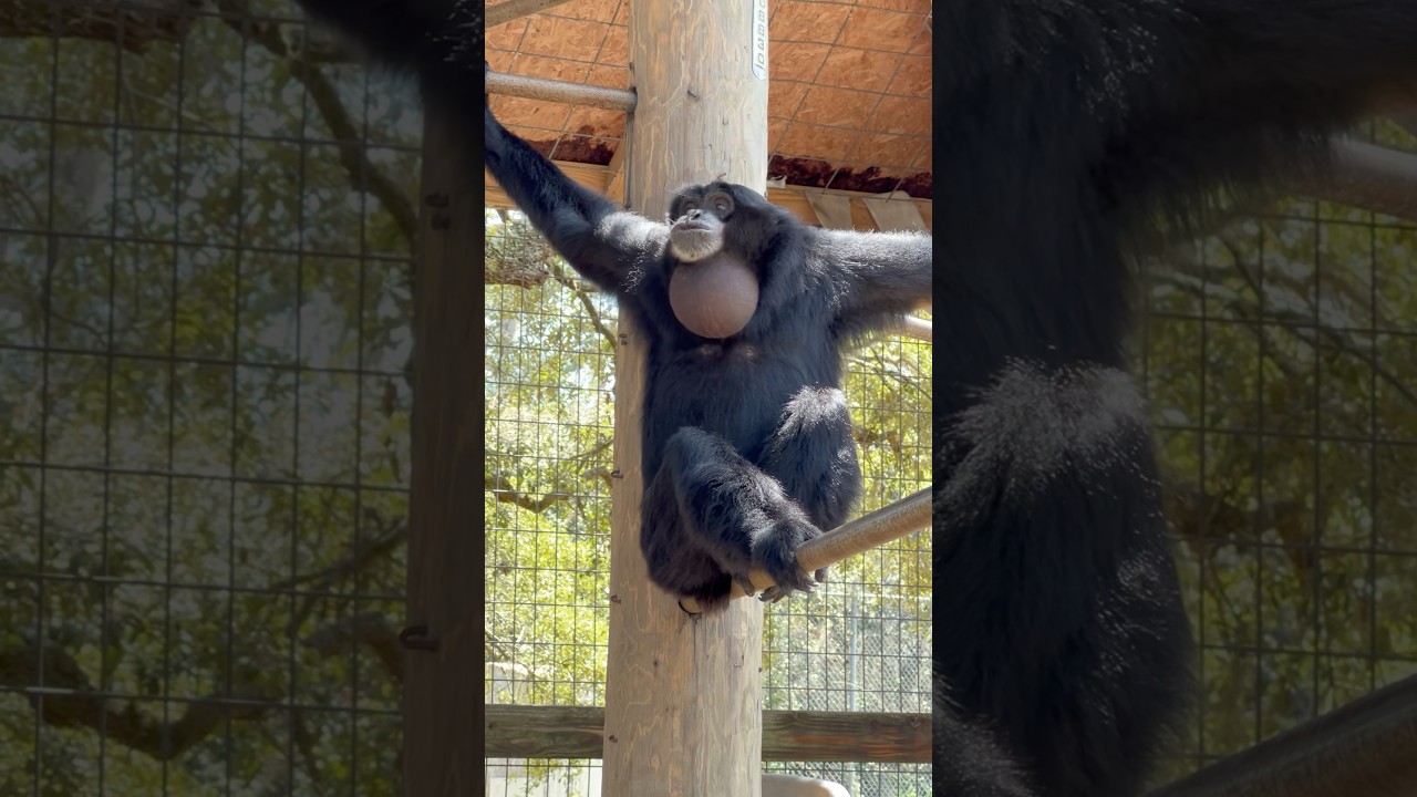 Sounds of siamangs #siamang #primate #animals #cuteanimals