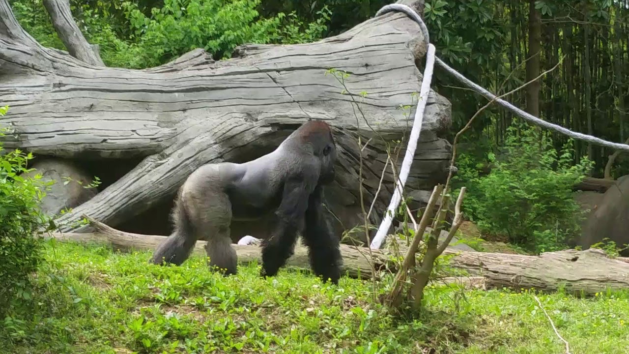 Zoo Atlanta Gorillas being playful! 