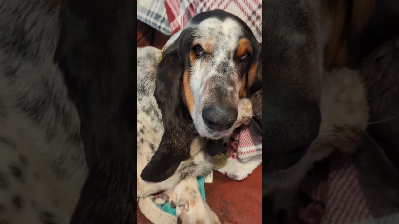 Cleaning Your Dogs Teeth at Home with Dental Scraper