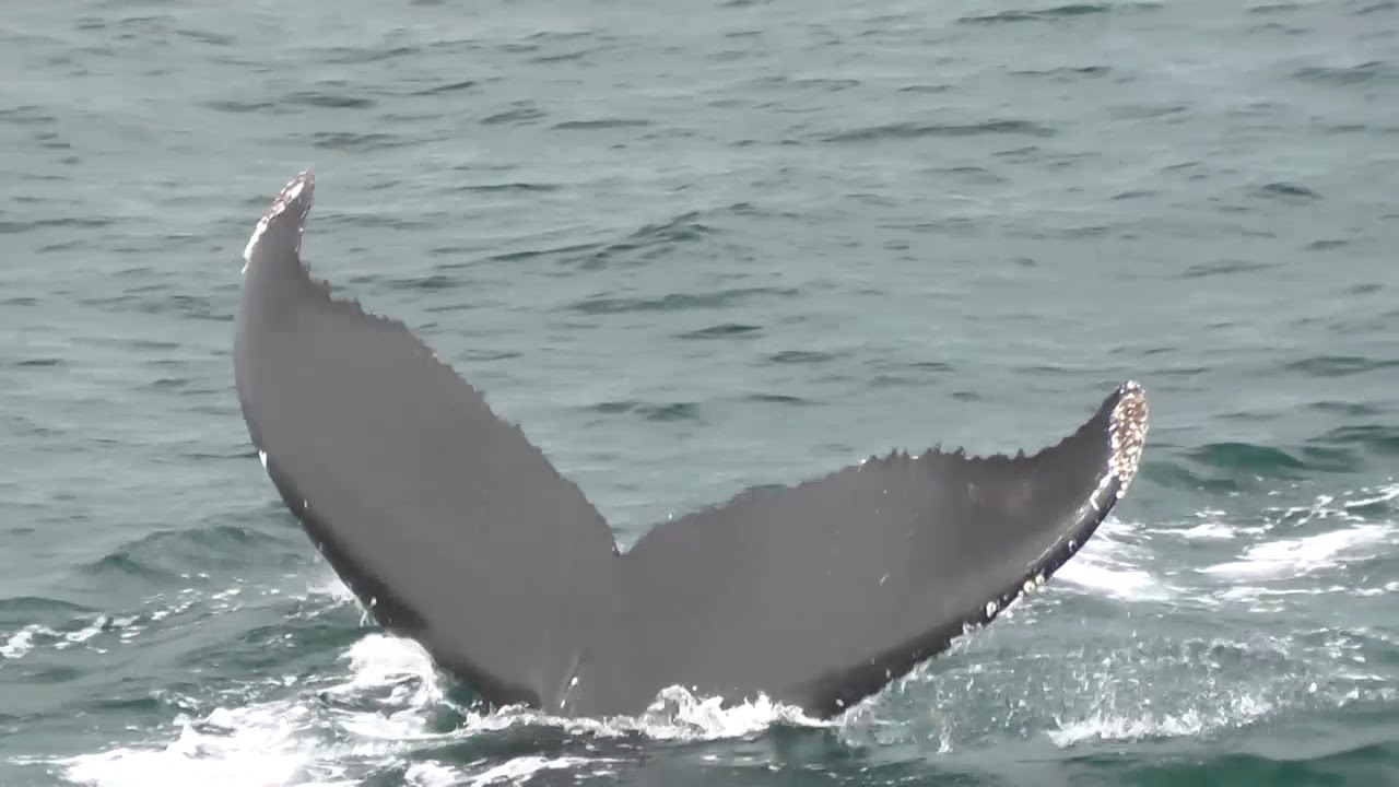 Our Whale Watch! Hyannis Whale Watcher tours off of Cape Cod, Massachusetts are the best