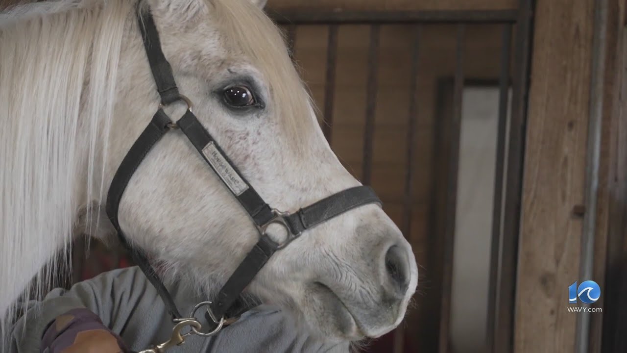 Seized horses make 'amazing' recovery, caretaker says