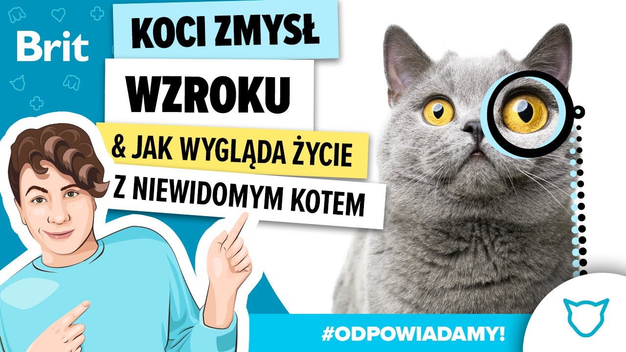 ODPOWIADAMY: Jak sobie radzi niewidoma kotka? Poznaj kocie zmysły - wzrok i słuch! - Brit Polska
