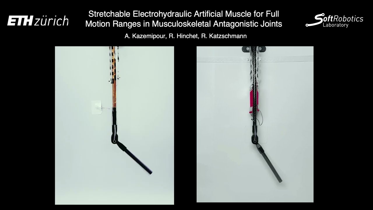 Stretchable Electrohydraulic Artificial Muscle for Full Motion Ranges in Musculoskeletal Robots