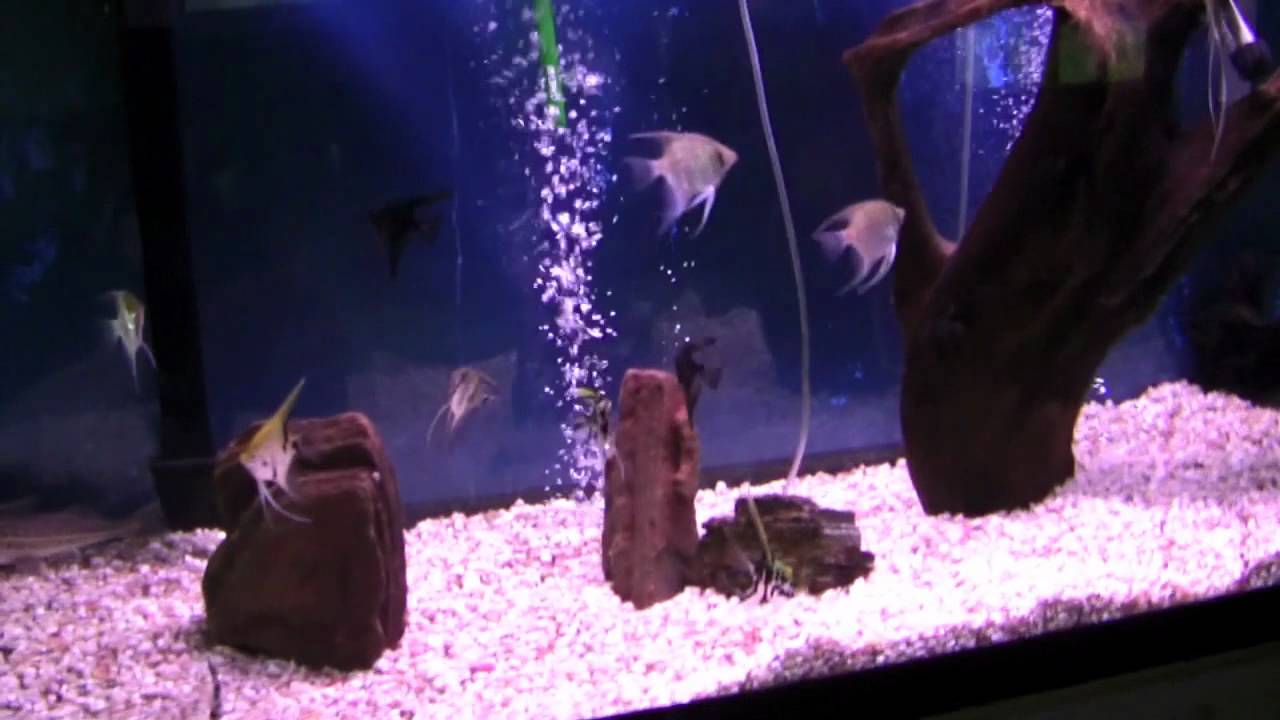 Angelfish Tank - 120 gallon - 19 Angelfish *HD VIDEO*