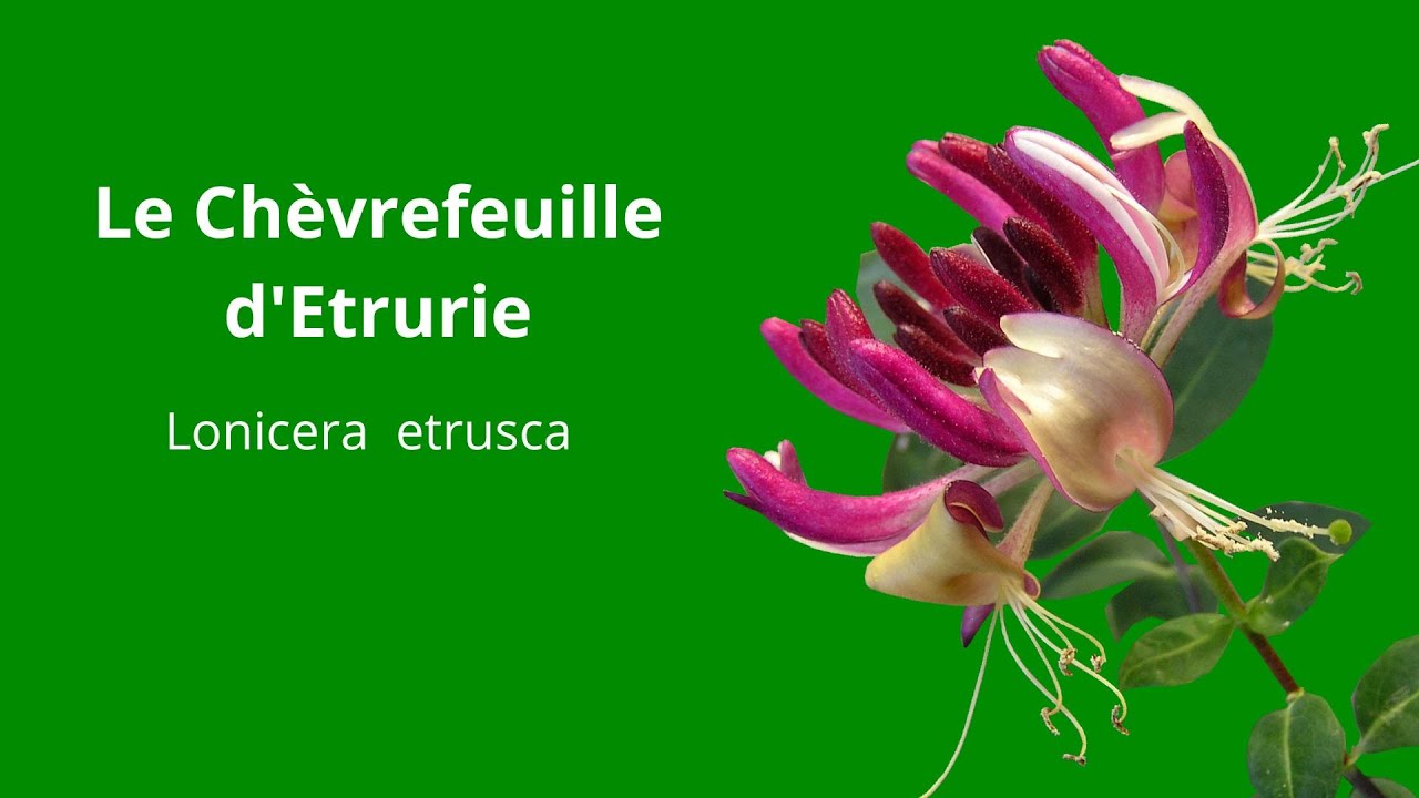 Les plantes et arbustes de garrigues