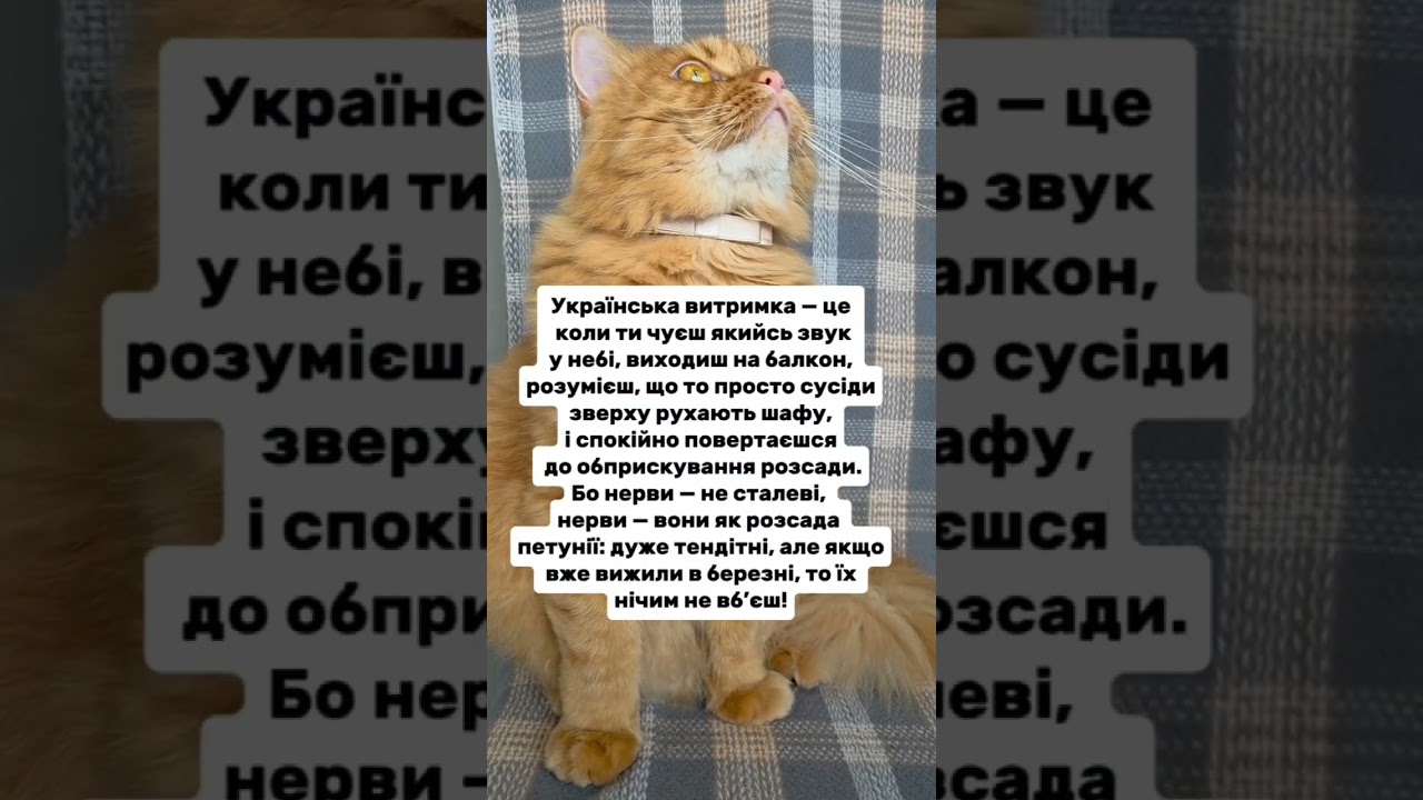 Витримка #гуморукраїна #війнавукраїні  #мемиукраїна #смішнівідео #життяукраїнців