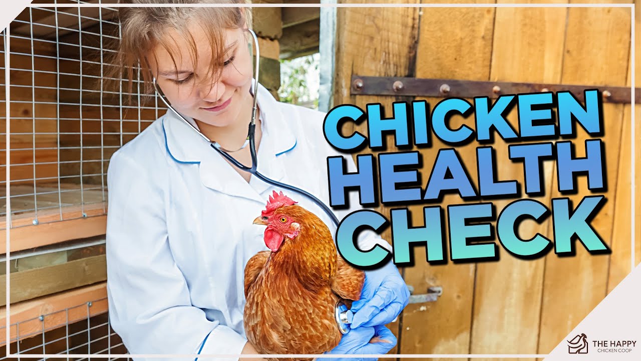 Flock Wellness Check: Expert Tips for Assessing and Maintaining Your Chickens' Health!