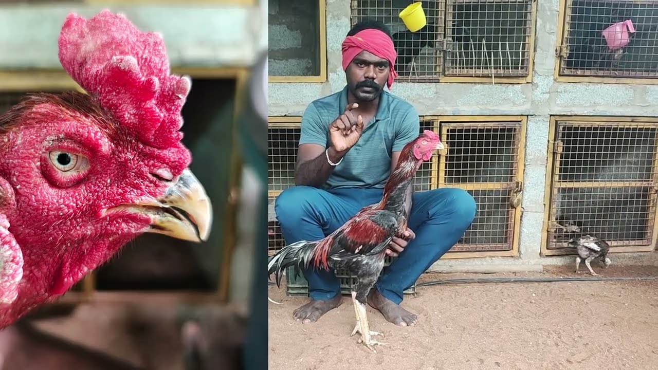 சேவல் அம்சங்களை வைத்து எப்படி தேர்வு செய்வது @TN31DANGERASEELS 